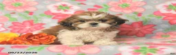 Shih Tzu dogs for sale: Jack  - Ad 1