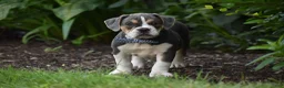 Beabull dogs for sale: Everett - Ad 1