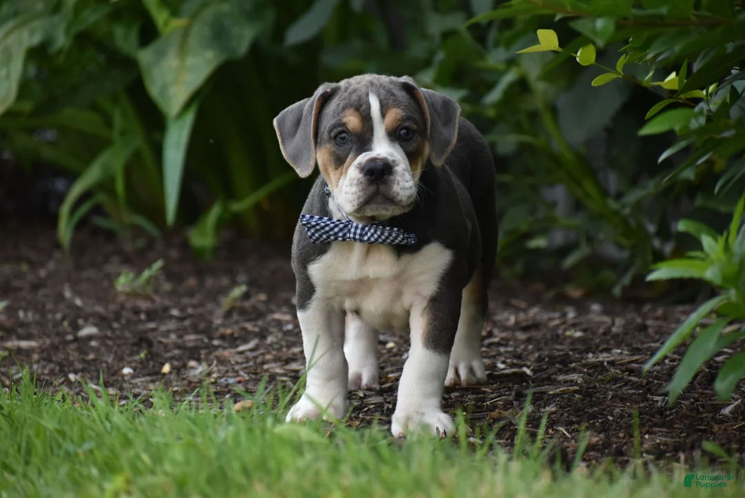 Beabull dogs for sale: Everett - Ad 1