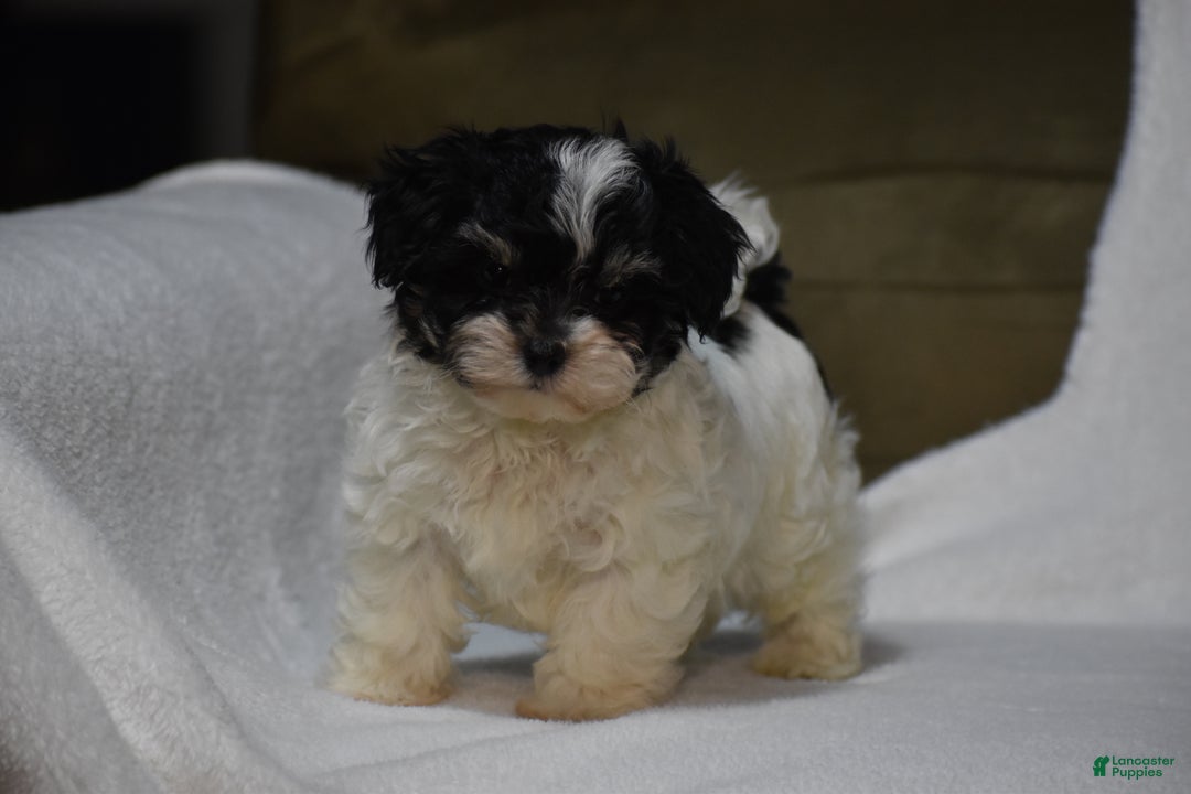 Maltipoo dogs for sale: Scout - Ad 4
