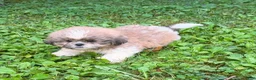 Shih Tzu dogs for sale: Shih Tzu 1 - Ad 1