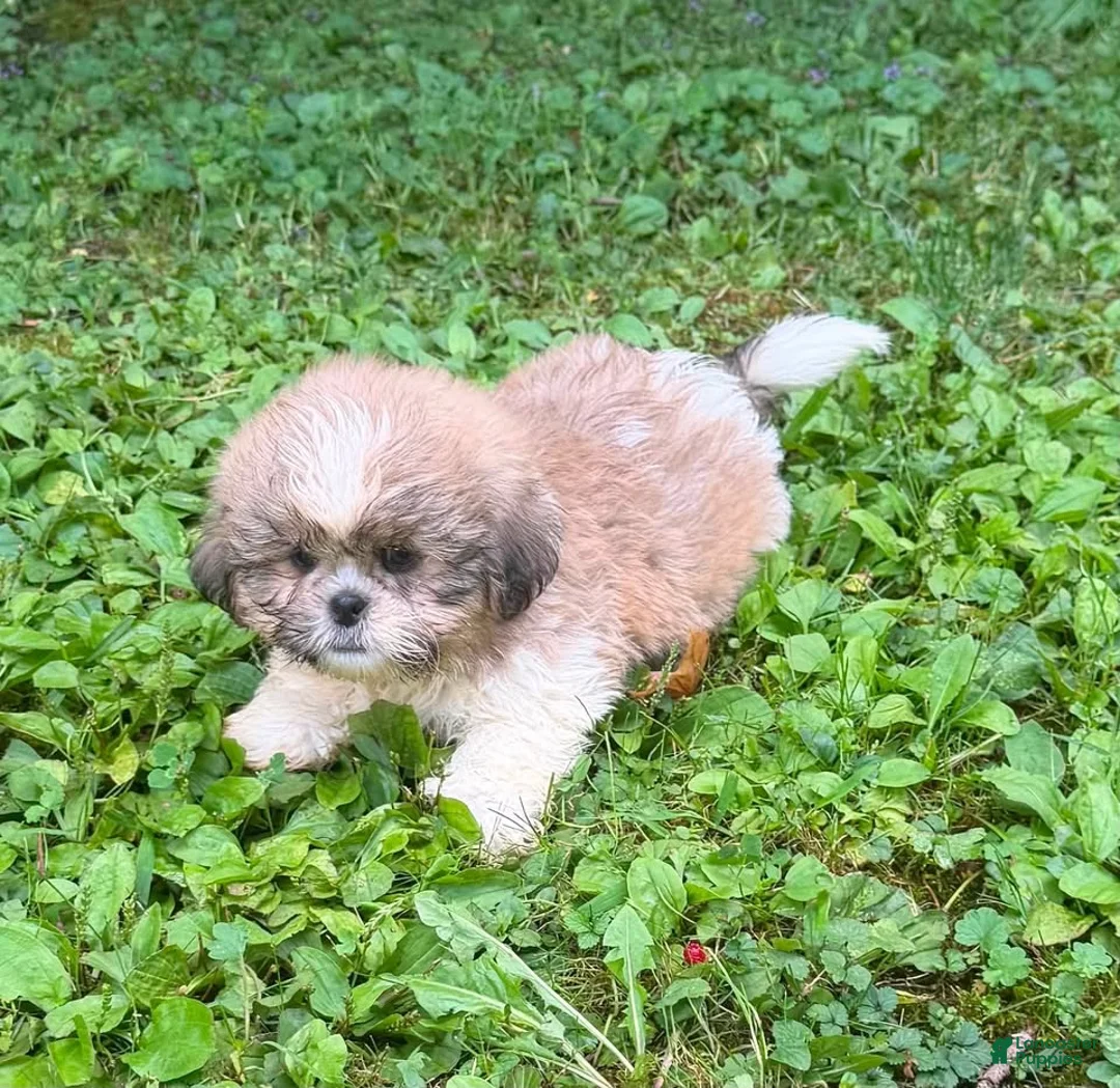 Shih Tzu dogs for sale: Shih Tzu 1 - Ad 1