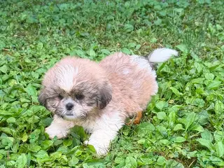 Shih Tzu dogs Shih Tzu 1 - Ad 42