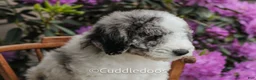 Mixed Breed dogs for sale: Cliff - Ad 5