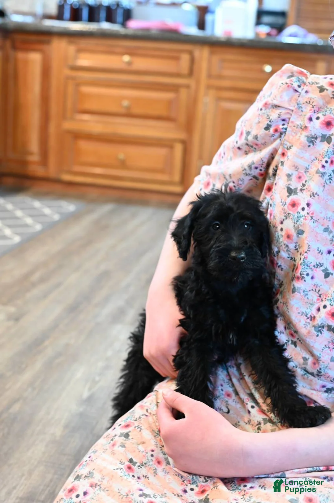 Mixed Breed dogs for sale: Hazel - Ad 2