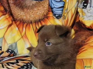 German Shepherd dogs Blue Liver Male - Ad 18