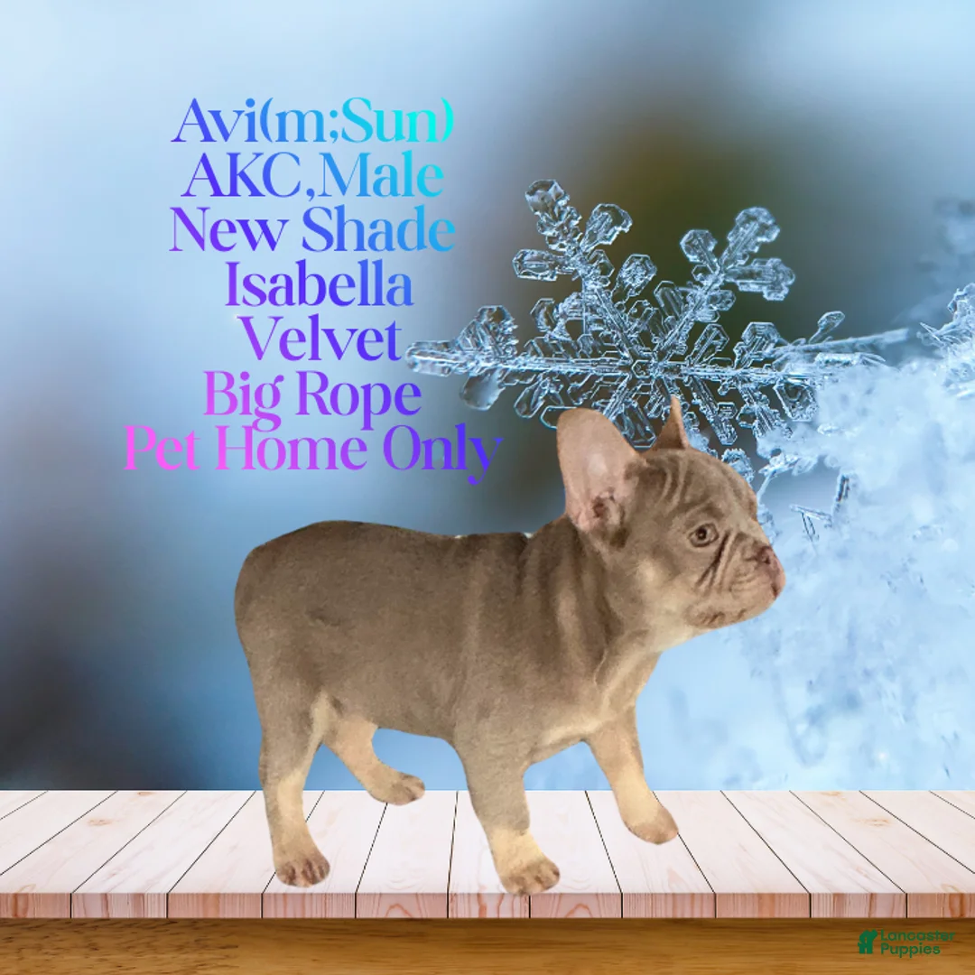French Bulldog dogs for sale: Avi (mng: Light) - Ad 7
