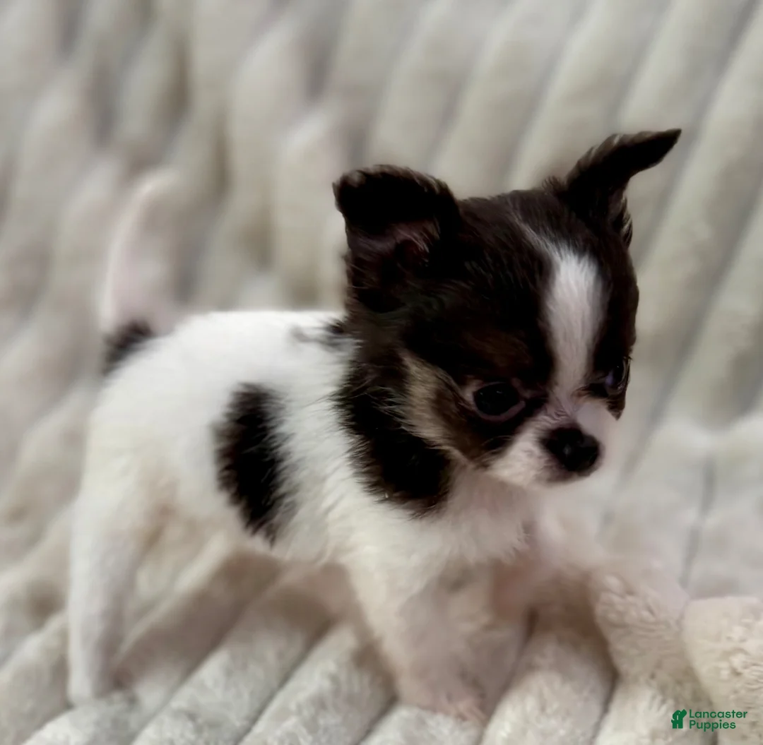 Gallery Image {{count}}