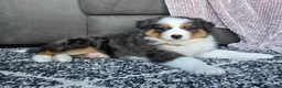 Australian Shepherd dogs for sale: Nash - Ad 14