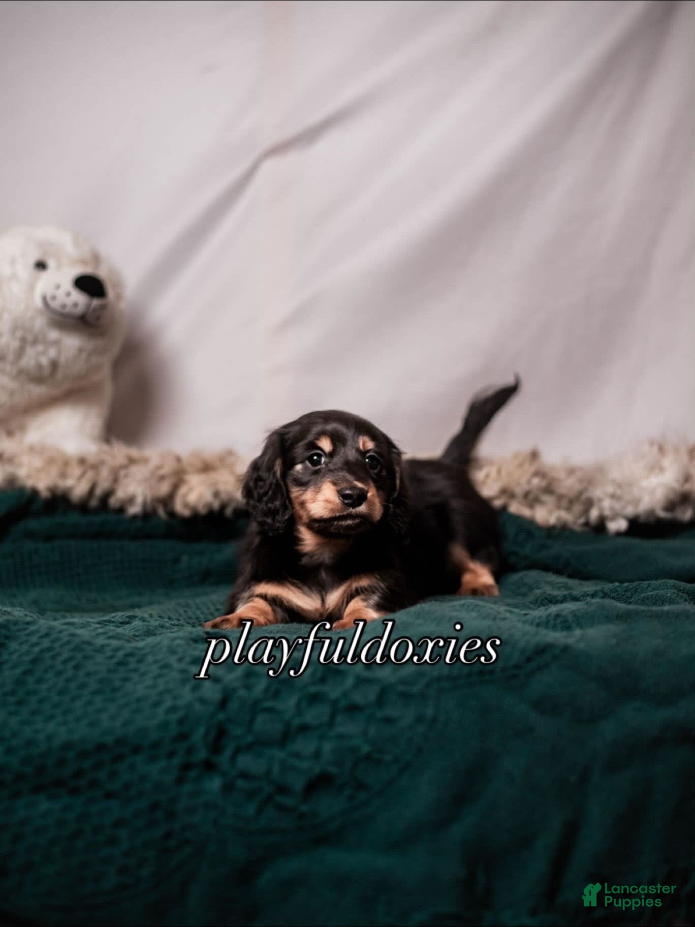 Miniature Dachshund dogs Long Haired Black & Tan Male Dachshund  - Ad 26