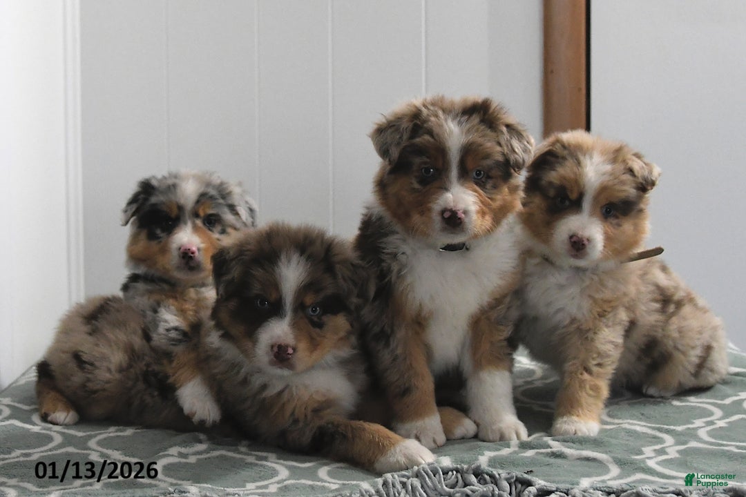 Australian Shepherd dogs for sale: Layla - Ad 2