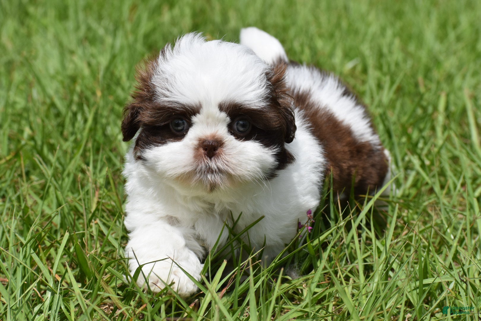Shih Tzu dogs Shih Tzu Puppy 1 - Ad 1