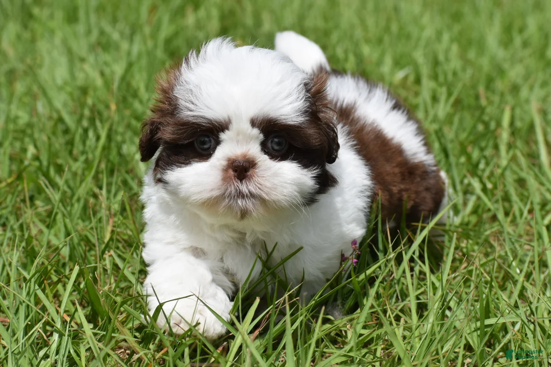 Shih Tzu dogs for sale: Shih Tzu Puppy 1 - Ad 1