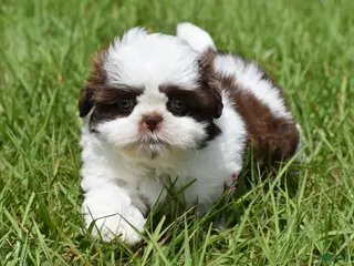 Shih Tzu dogs for sale: Shih Tzu Puppy 1 - Ad 4