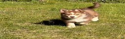 Pomsky dogs for sale: Sunny  - Ad 18