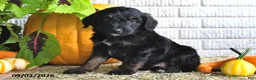 Mixed Breed dogs for sale: Teddy - Ad 4