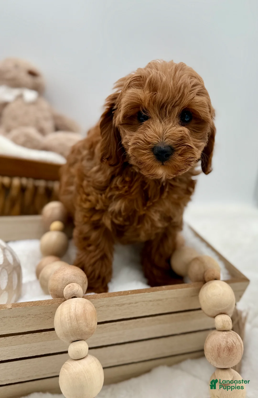 Mini Goldendoodle dogs for sale: Mini Goldendoodle 6 - Ad 2