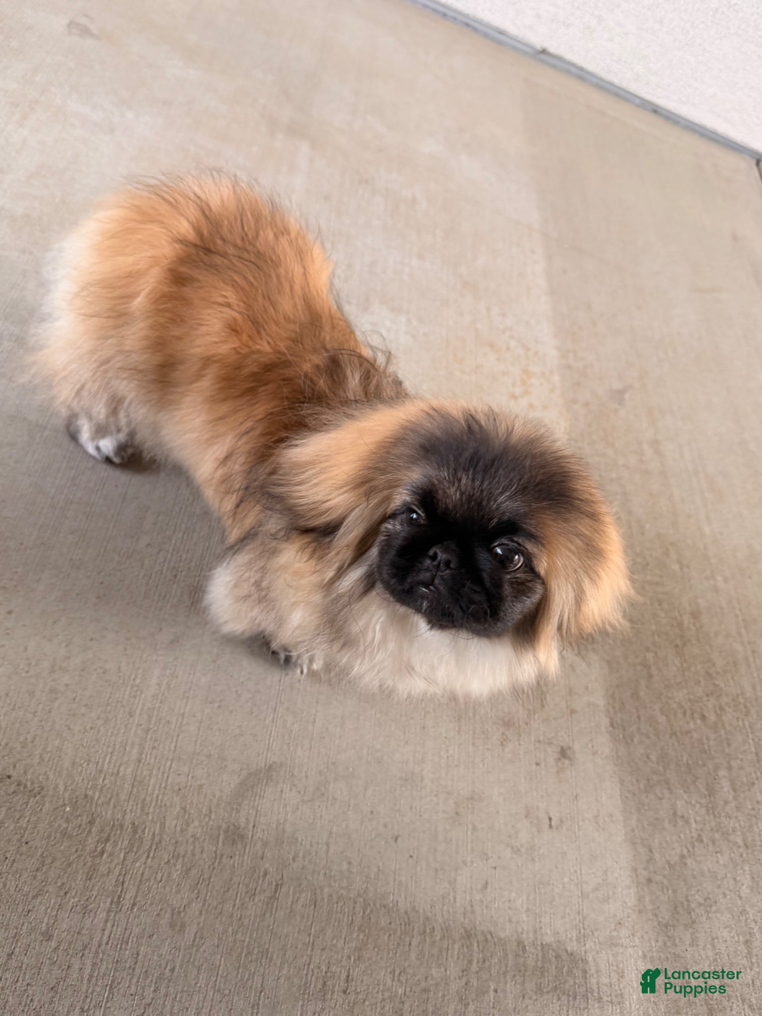 Pekingese dogs Pekingese Puppy 1 - Ad 1