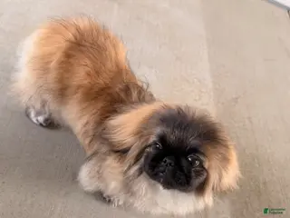 Pekingese dogs Pekingese Puppy 1 - Ad 6