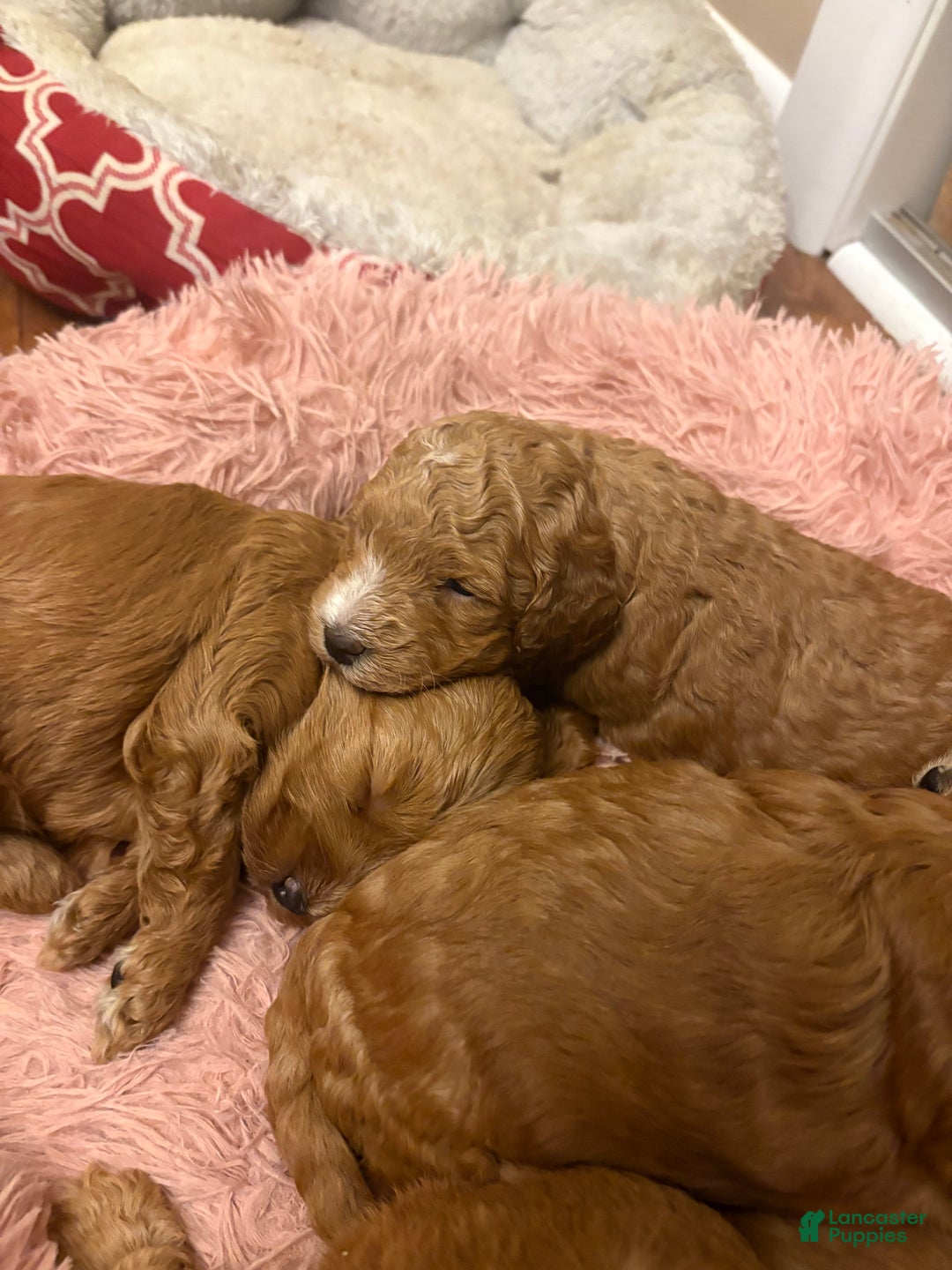 Mixed Breed dogs for sale: Mixed Breed litter of 6 puppies - Ad 1