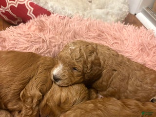 Mixed Breed dogs Mixed Breed litter of 6 puppies - Ad 20