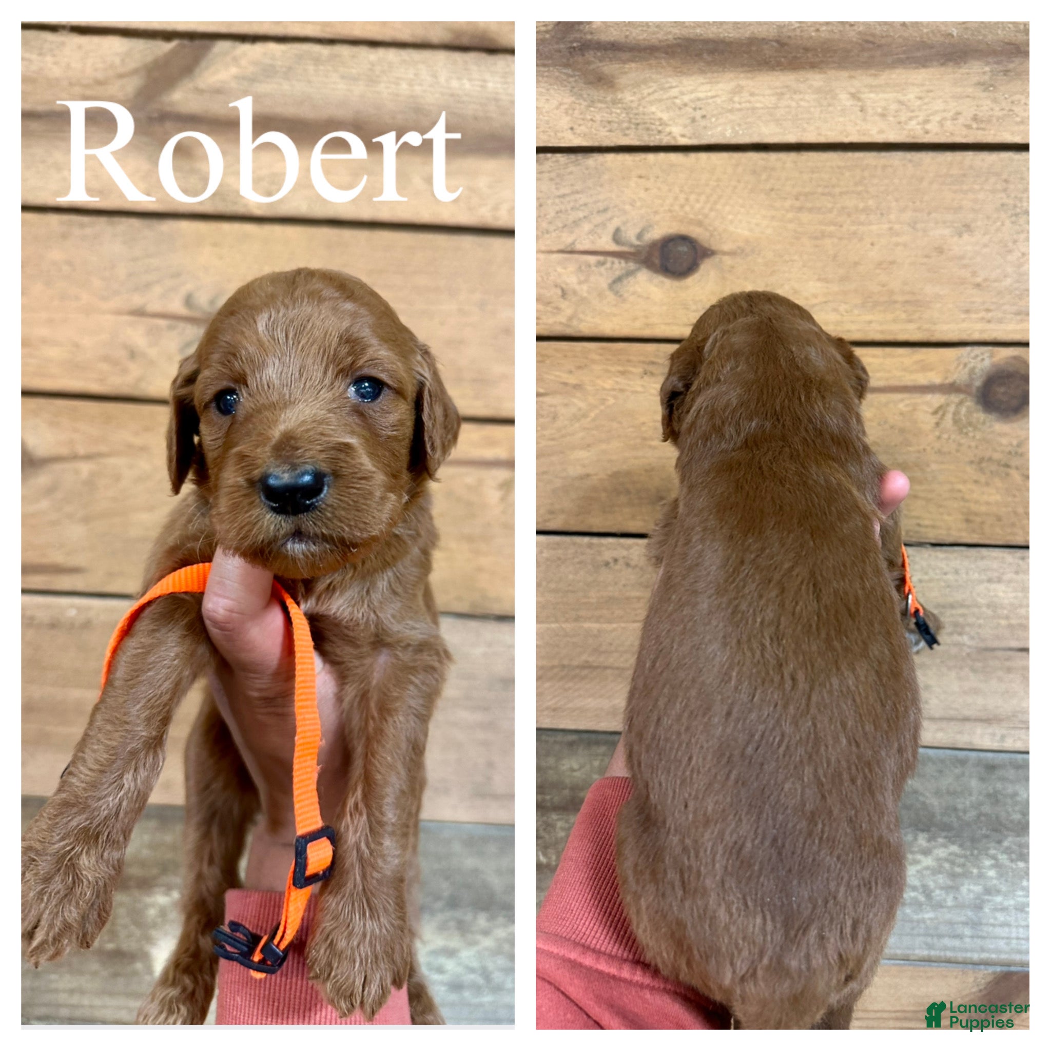 Goldendoodle dogs Robert - Ad 1