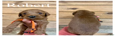Robert