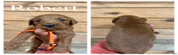 Goldendoodle dogs for sale: Robert - Ad 1