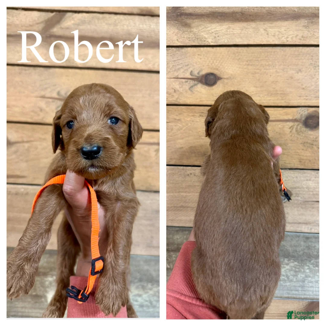 Goldendoodle dogs for sale: Robert - Ad 1