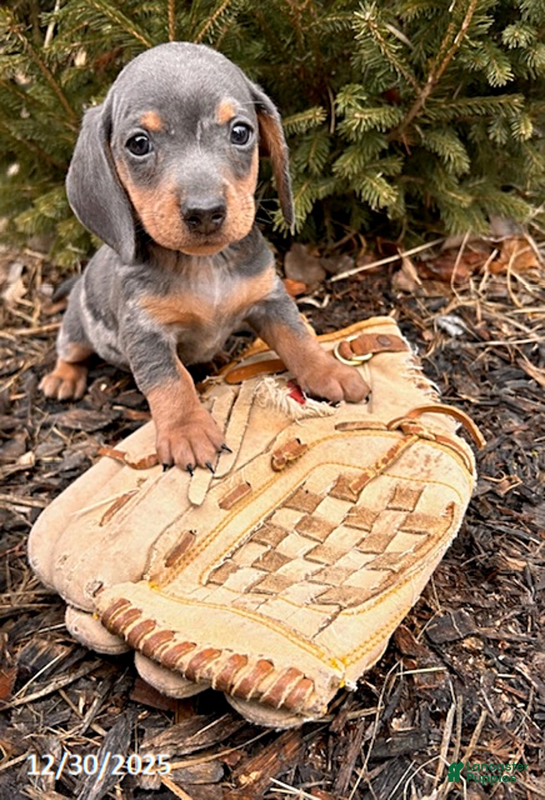 Miniature Dachshund dogs for sale: Oswald - Ad 3