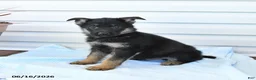 German Shepherd dogs for sale: Cash - Ad 3