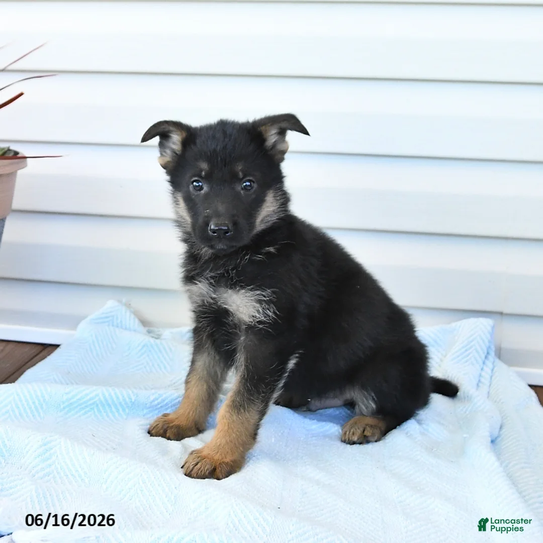 German Shepherd dogs for sale: Cash - Ad 3
