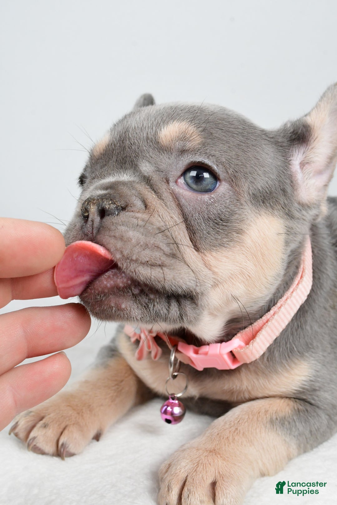 French Bulldog dogs for sale: Kelly - Ad 10