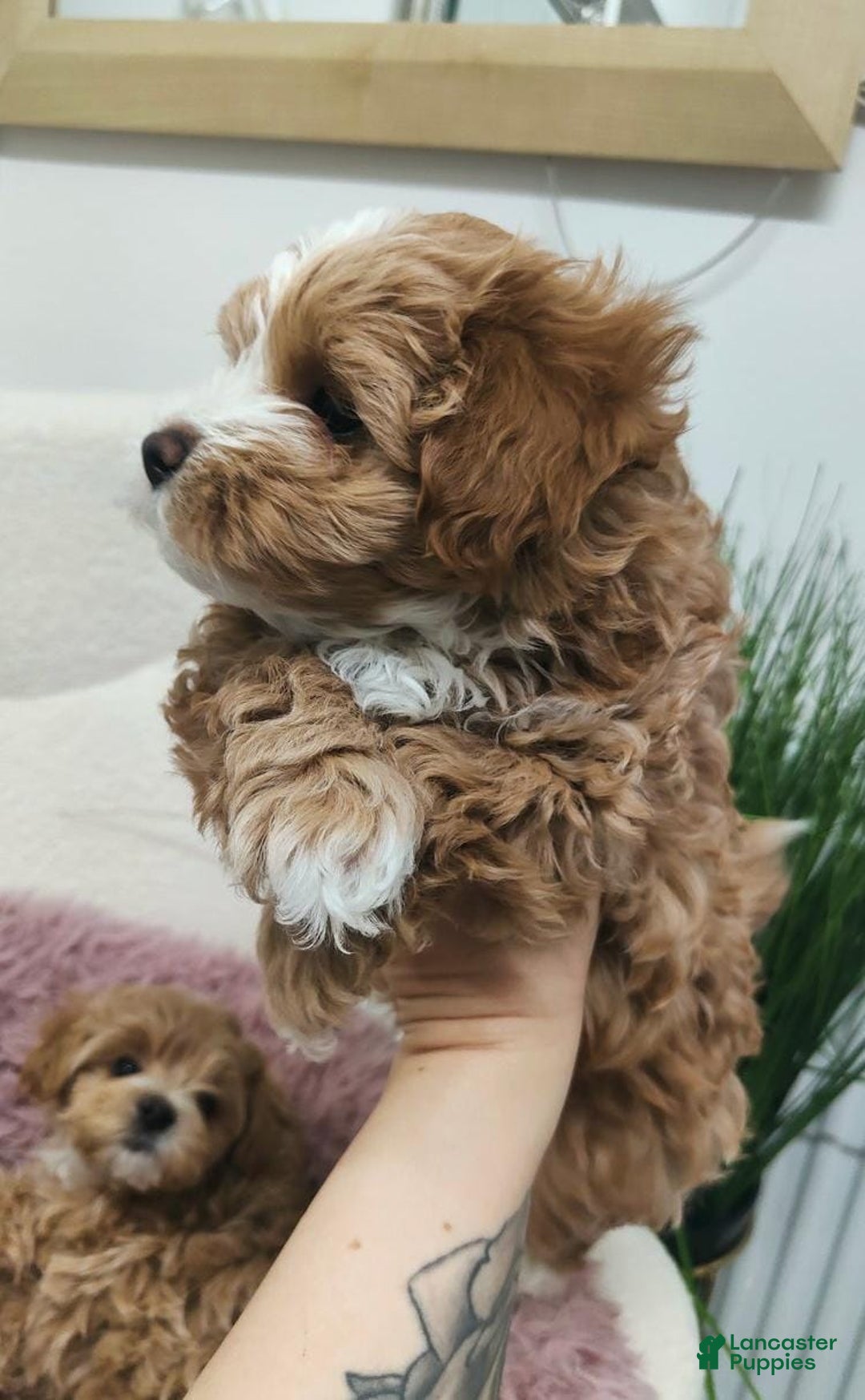 Maltipoo dogs for sale: Ella - Ad 8