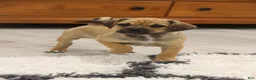 Puggle dogs for sale: Canyon - Ad 4