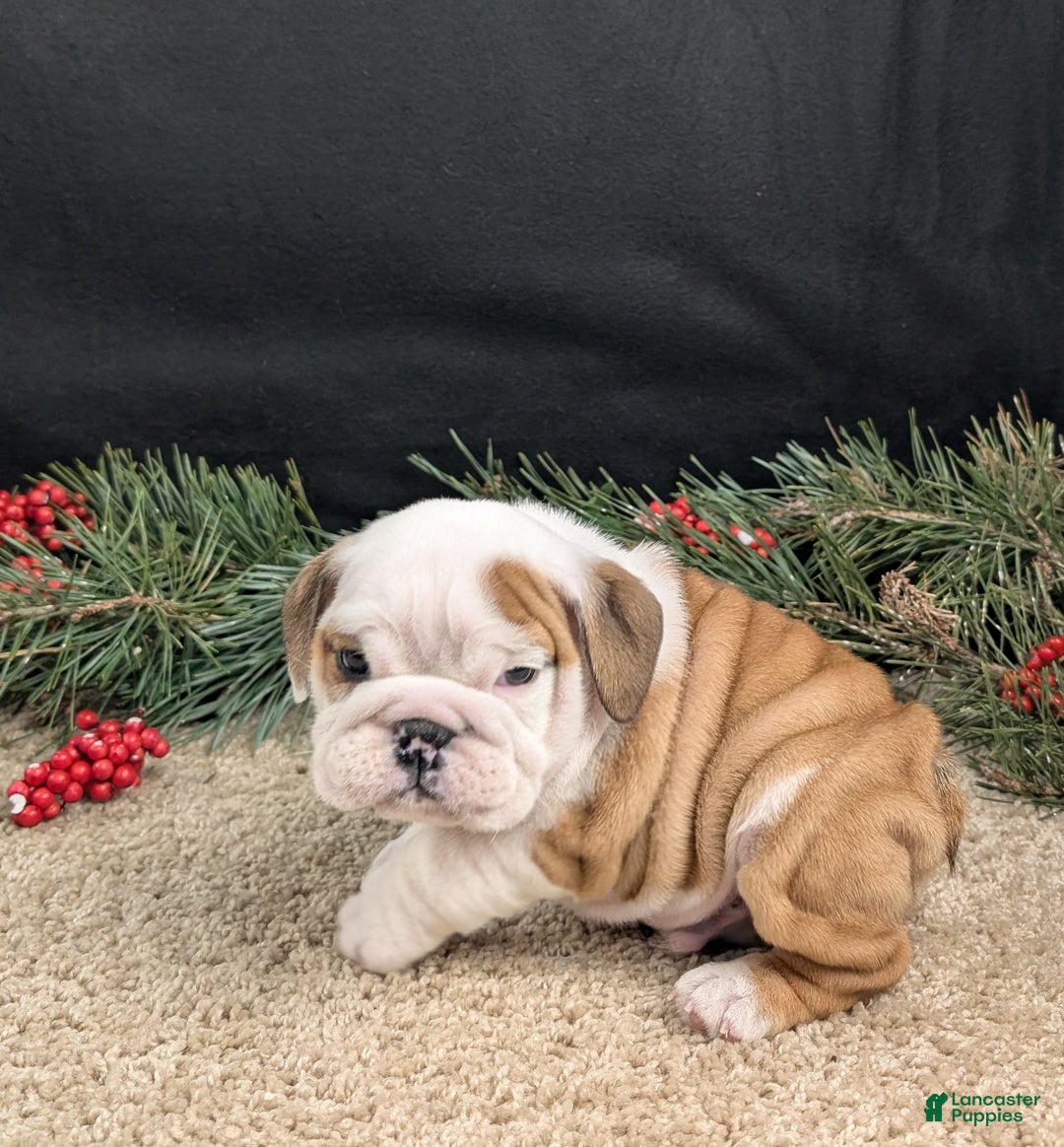 English Bulldog dogs for sale: Rudy - Ad 3