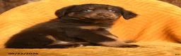 Mixed Breed dogs for sale: Toffee - Ad 1