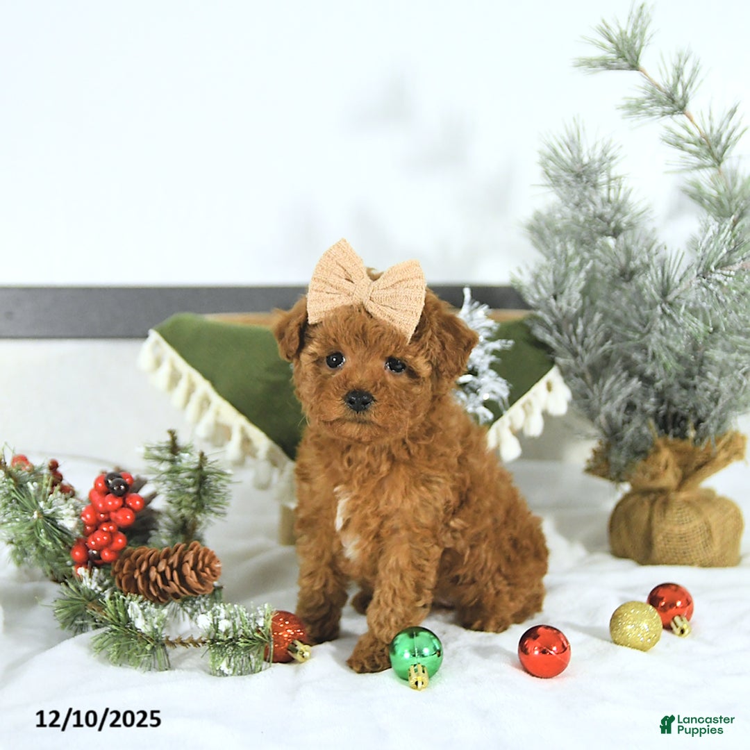 Toy Poodle dogs for sale: Sofia - Ad 2