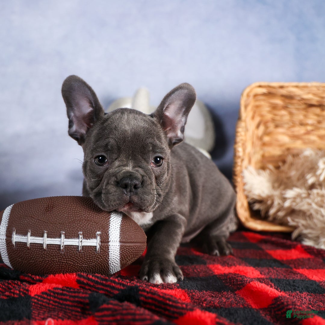 Frenchton dogs for sale: NOAH - Ad 4