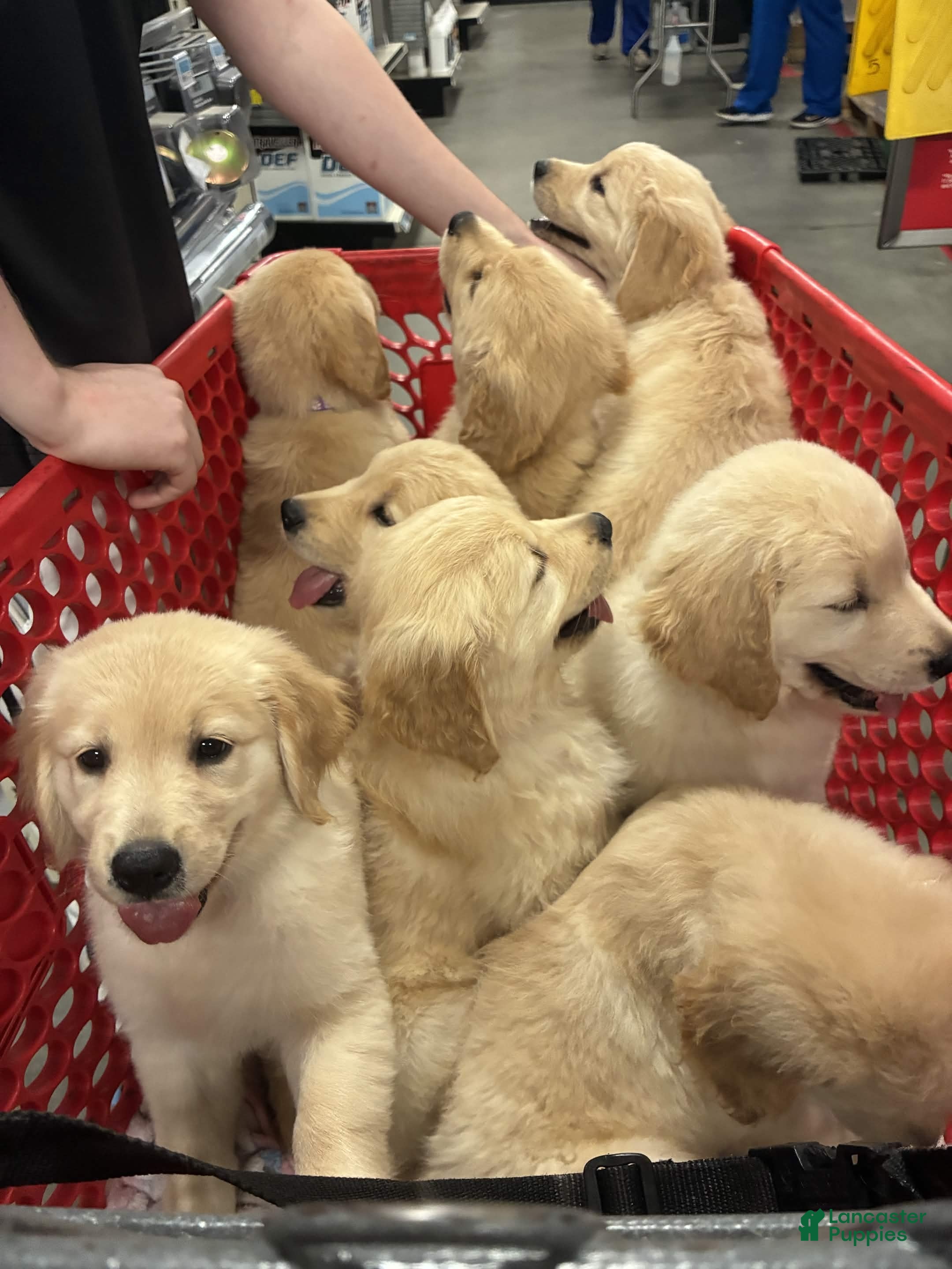 Golden Retriever dogs Clover - Ad 2
