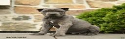 Cane Corso dogs for sale: Hector - Ad 3