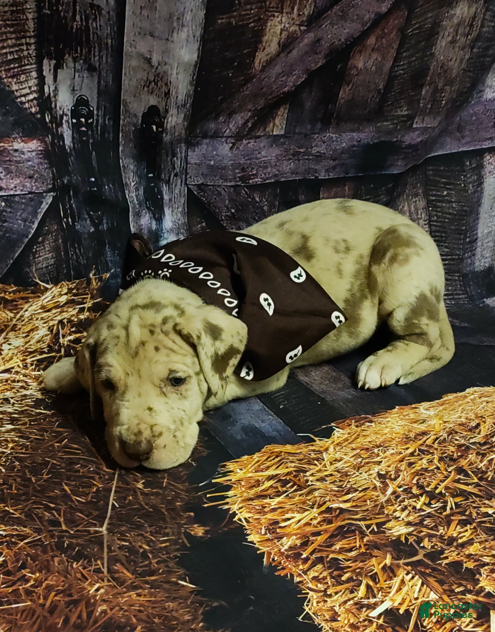 Great Dane dogs Bashful - Ad 38