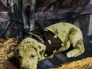 Great Dane dogs Bashful - Ad 12