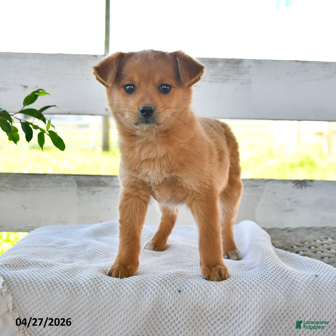 Mixed Breed dogs for sale: Chester - Ad 2