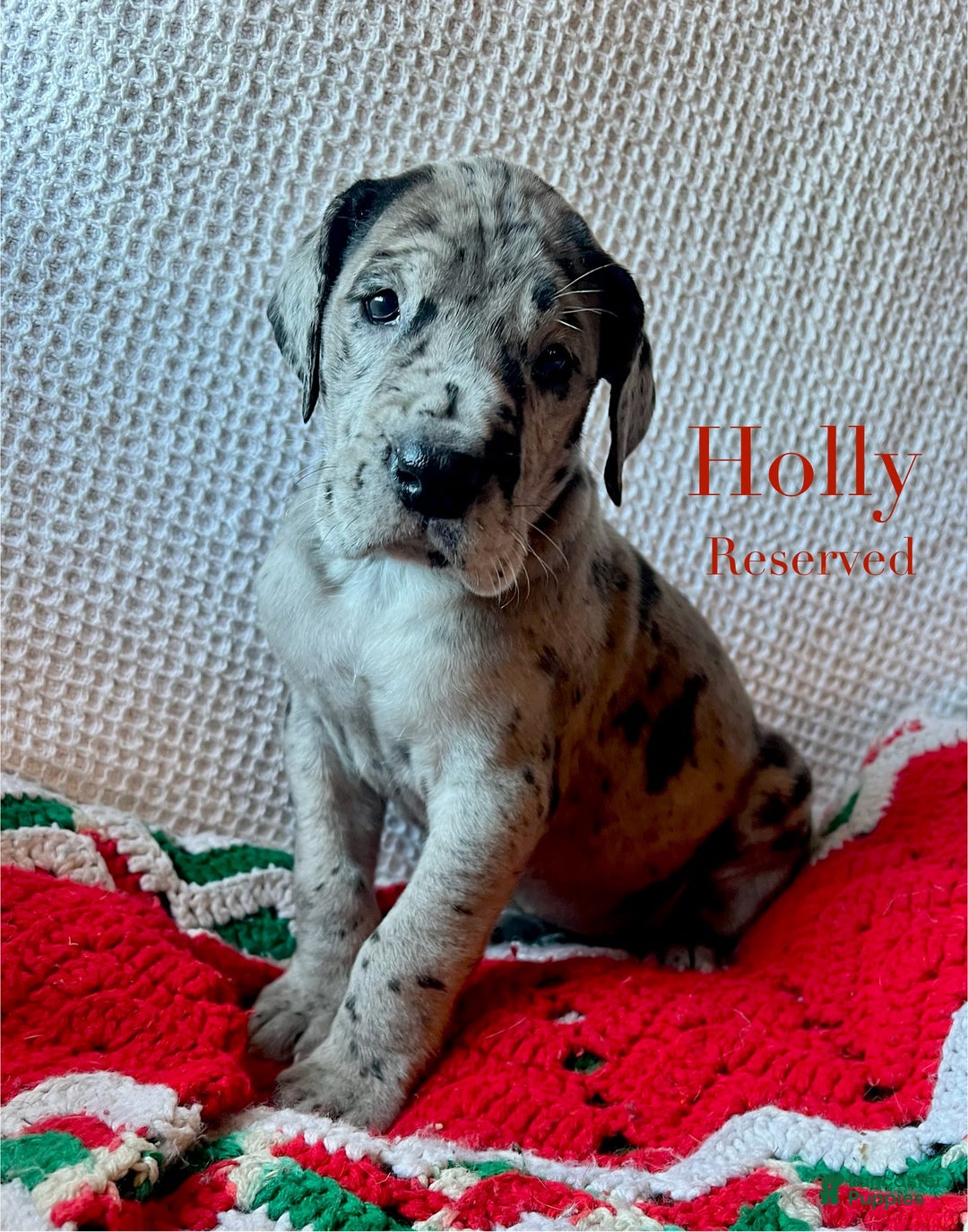 Great Dane dogs for sale: Holly - Ad 1