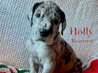 Great Dane dogs Holly - Ad 17
