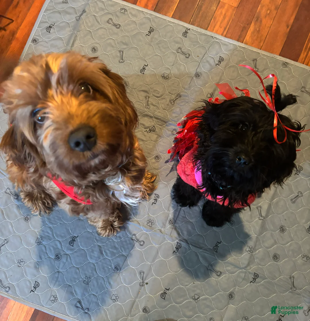 Cockapoo dogs for sale: Halo - Ad 4