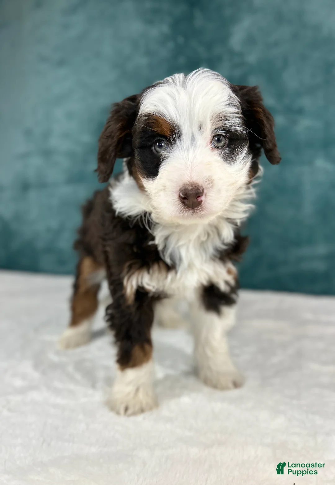 Aussiedoodle dogs for sale: Sophia - Ad 2