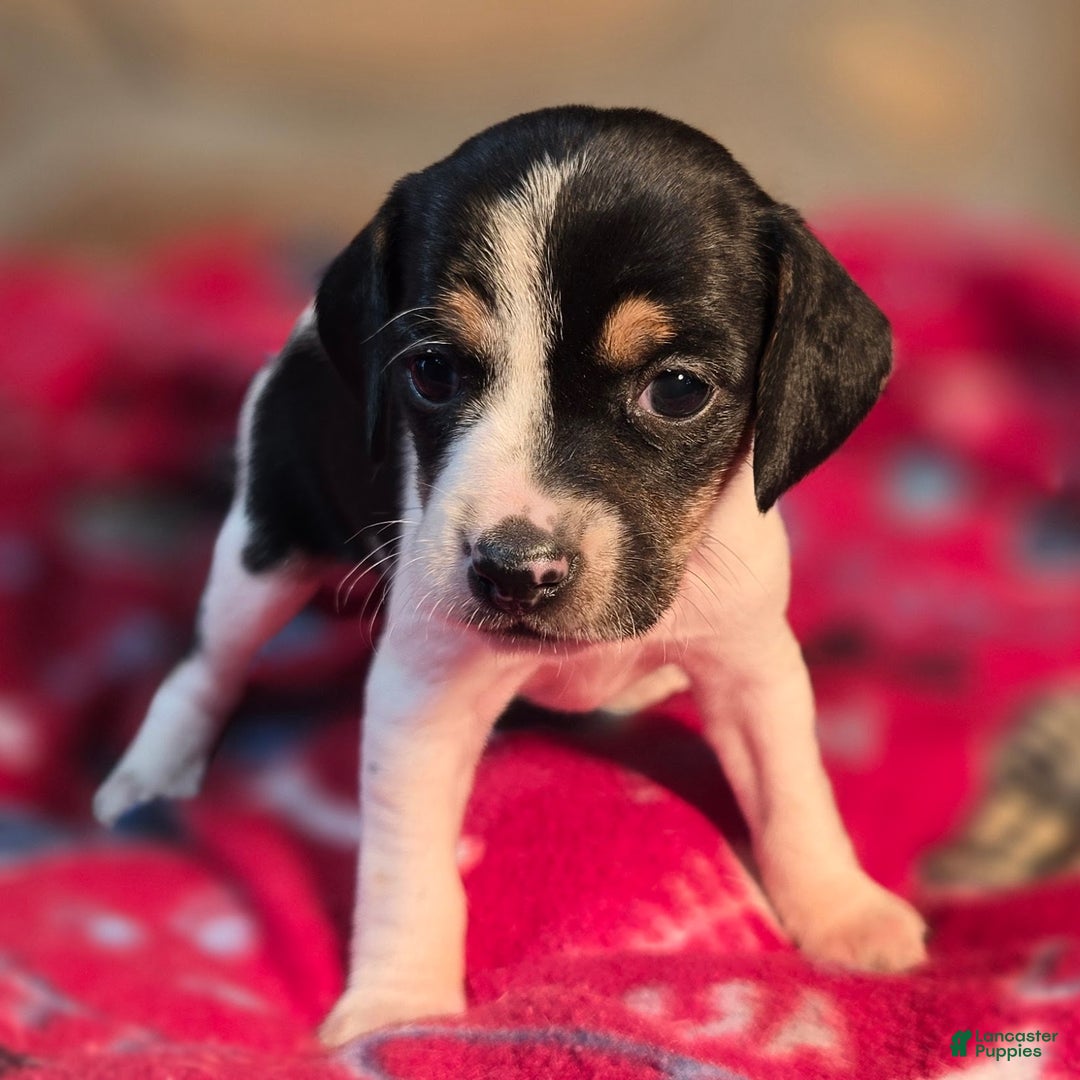 Beagle dogs for sale: Cinnamon Queen Elizabeth Pocket Beagle - Ad 1