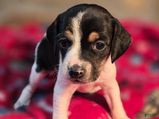 Beagle dogs Cinnamon Queen Elizabeth Pocket Beagle - Ad 7